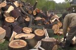 Дрова для печі, фото: youtube.com