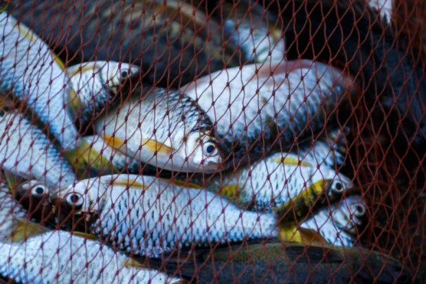 Від риболовлі доведеться відмовитись: українцям розповіли про штрафи у тисячі гривень. Краще сидіти вдома