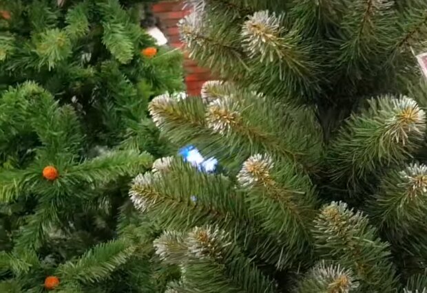 Токсичные новогодние елки. Украинцев предупредили по поводу главного атрибута праздника