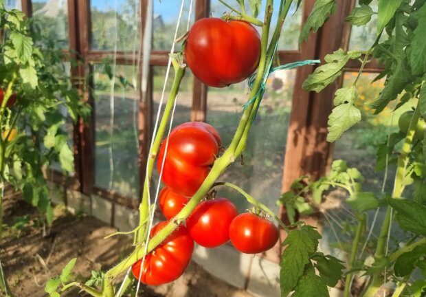 Помідори, город, кадр з відео