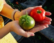 Рассада помидоров будет крепкой и даст хороший урожай: 8 главных правил для каждого огородника