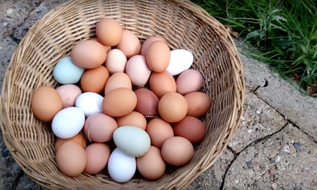Специалисты рассказали, почему опасно есть куриные яйца