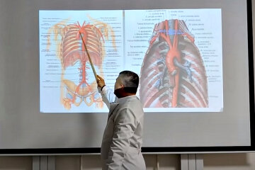 Кровоносна система. Фото: скріншот YouTube-відео.