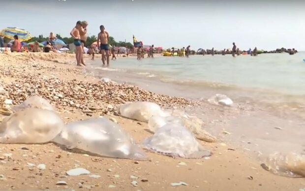 Медузы. Фото: скриншот YouTube-видео