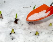 Урожай вас точно удивит: чем нужно подкормить плодовые деревья, когда выпал снег