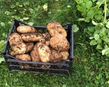 Урожай картошки, фото: youtube.com