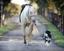 Собака и конь, фото: скриншот