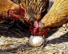 Вы будете удивлены, но это работает: что нужно сделать, чтобы куры не клевали свои же яйца