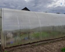 Теплиця, город, кадр з відео