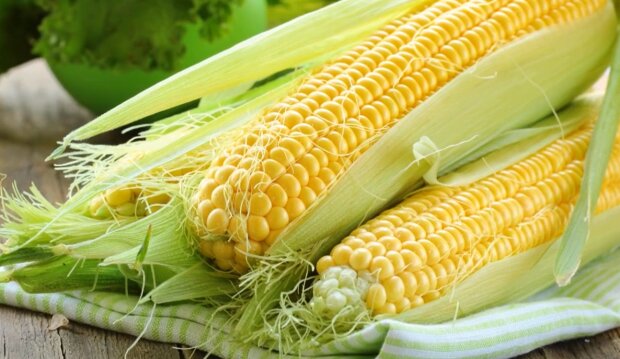 Кукуруза. Фото: YouTube