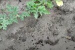 Мурахи на городі