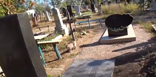 Кладбище: скрин с видео