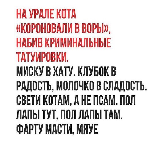 От российского блогера сбежал кот с татуировками