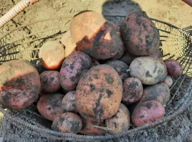 Весной ее придется выбрасывать: из-за каких ошибок картошка в погребе может сгнить
