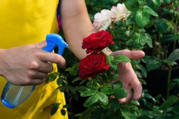Сусіди будуть заздрити вашим трояндам: як їх потрібно підгодовувати, щоб вони пишно цвіли весь сезон