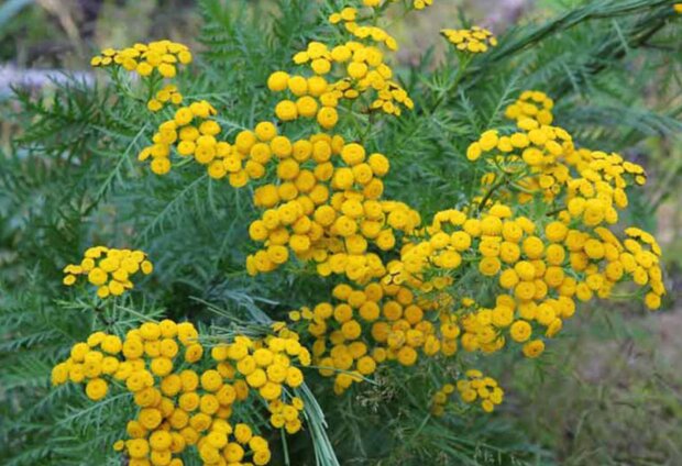 Пижмо, зображення з вільних джерел