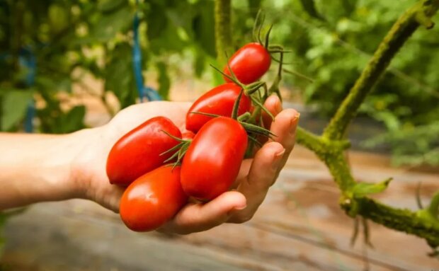 Як правильно розрахувати день посіву помідорів на розсаду Урожай вас здивує