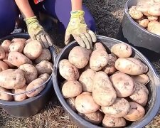 Від урожаю ломиться льох: на якій правильній глибині потрібно садити картоплю