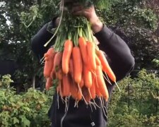 Урожай моркови: скрин с видео