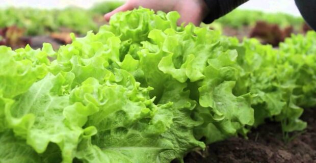 Шикарно освіжає у спеку: рецепт квасу із городнього салату. Інакше називається "квашений салат"