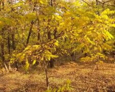Тепла осінь: скрін з відео