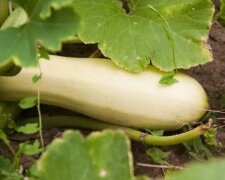 Кабачки, огород, изображение из свободных источников