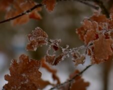 Зима вернется в марте: украинцев предупредили о похолодании и снеге