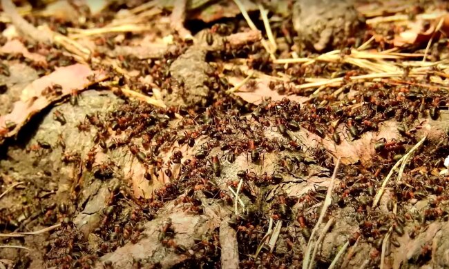 Про мурашників і мурах на городі ви забудете назавжди: три хитрощі, про які багато хто не знав