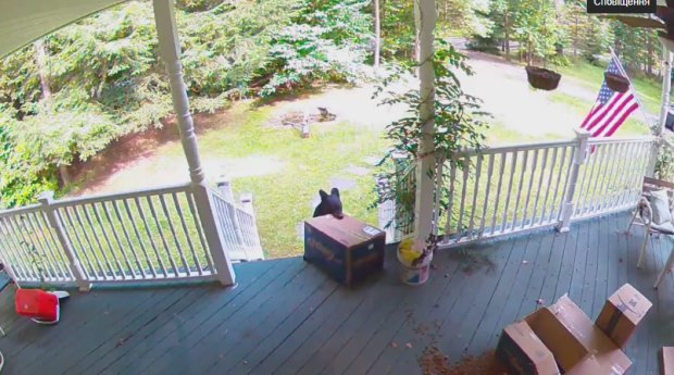 Видео как медведь украл коробку с собачьим кормом