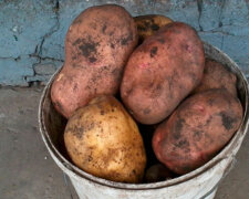 Правильное хранение картофеля, фото: youtube.com