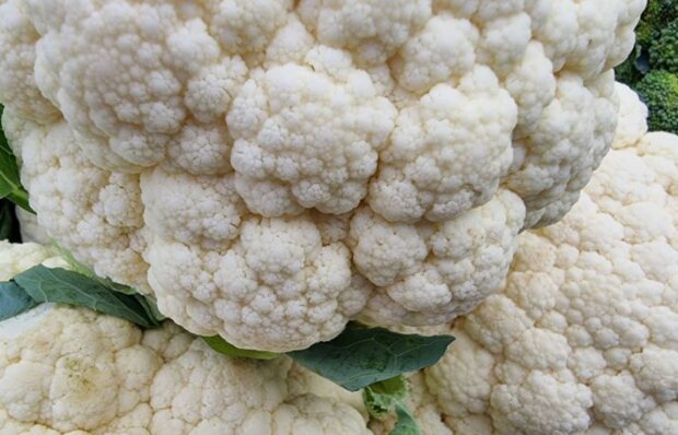 Цвітна капуста, кадр з відео