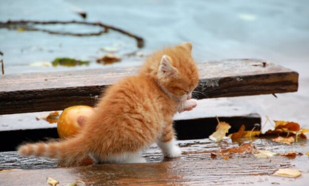 Мокрый рыжий котенок, фото: youtube.com