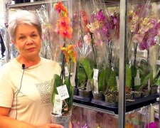 Покупка орхідеї у магазині, фото: youtube.com