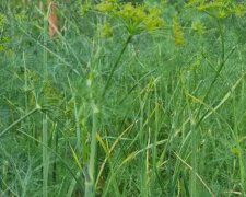 Кріп, фото з вільних джерел