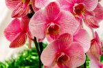 Такой красоты у вас еще не было: названо удобрение, благодаря которому орхидеи будут цвести в два раза пышнее