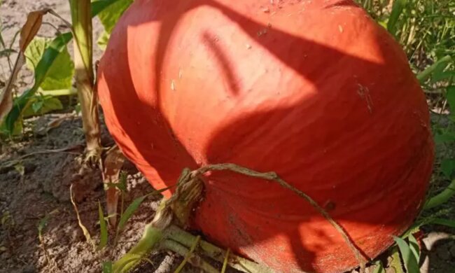 Гарбуз, кадр з відео