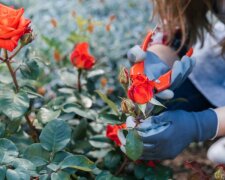 Зверніть на це увагу: як зрозуміти, що ваша улюблена дачна троянда почала перетворюватися на шипшину