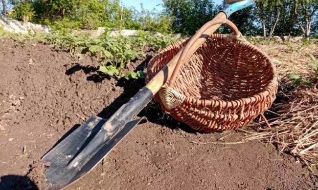 Це знадобиться на дачі і в селі: як перетворити звичайний пісок на гарне добриво