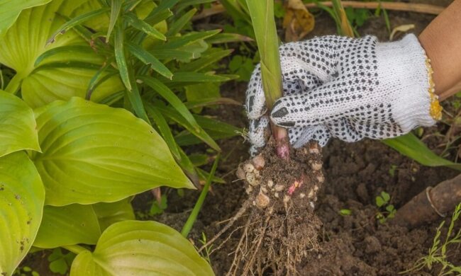 Зверніть увагу на свої цибулини гладіолусів: що потрібно зробити, щоб квіти точно зійшли