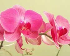Орхідея цвістиме цілий рік: які хитрощі потрібно знати, щоб квітка вас радувала