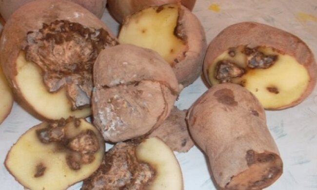 Гнилая картошка, фото: youtube.com