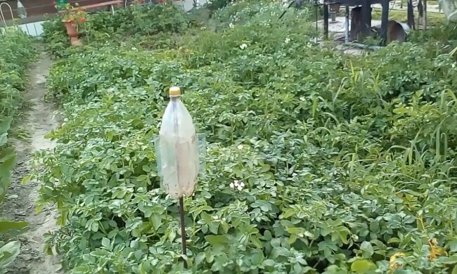 Обов'язково посадіть це на своїй ділянці: яка рослина відлякує всіх шкідників