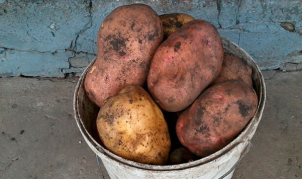Правильне зберігання картоплі, фото: youtube.com