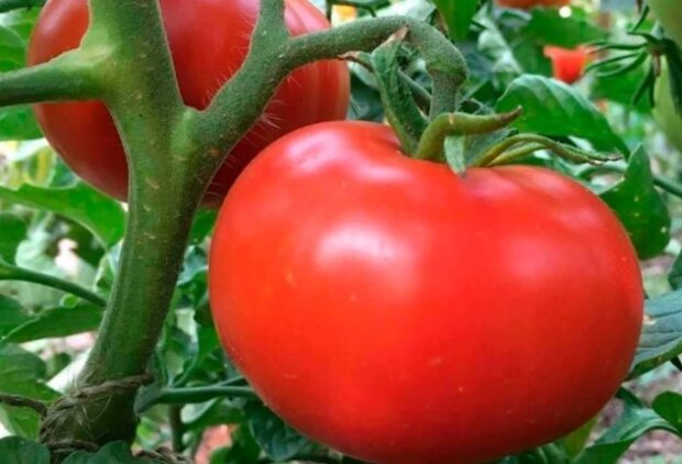 Выращивание помидор, фото: youtube.com