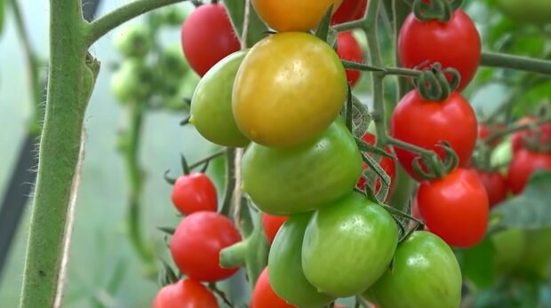 Что нужно подсыпать под корни помидоров в июле, чтобы увеличить урожай.Читайте на UKR.NET