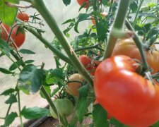 Помидоры, огород, кадр из видео