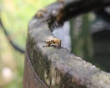 Чорна бочка на городі, кадр з відео