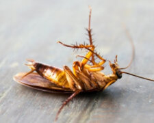 Сбегут из квартиры за 24 часа: простой способ, который поможет быстро избавиться от тараканов