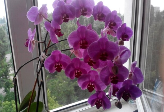Многие допускают ошибку: на какое окно нужно ставить орхидею, чтобы она цвела