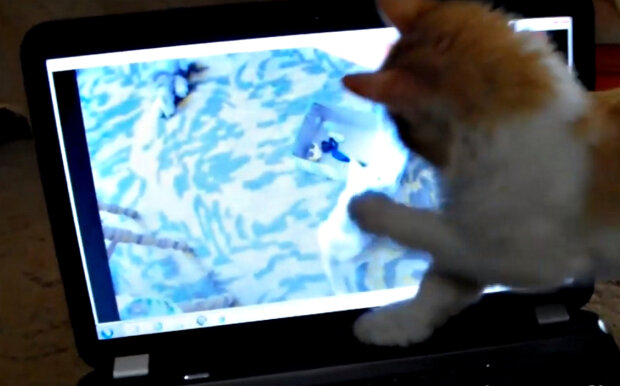 Ноутбук і кіт. Фото: скріншот YouTube-відео.